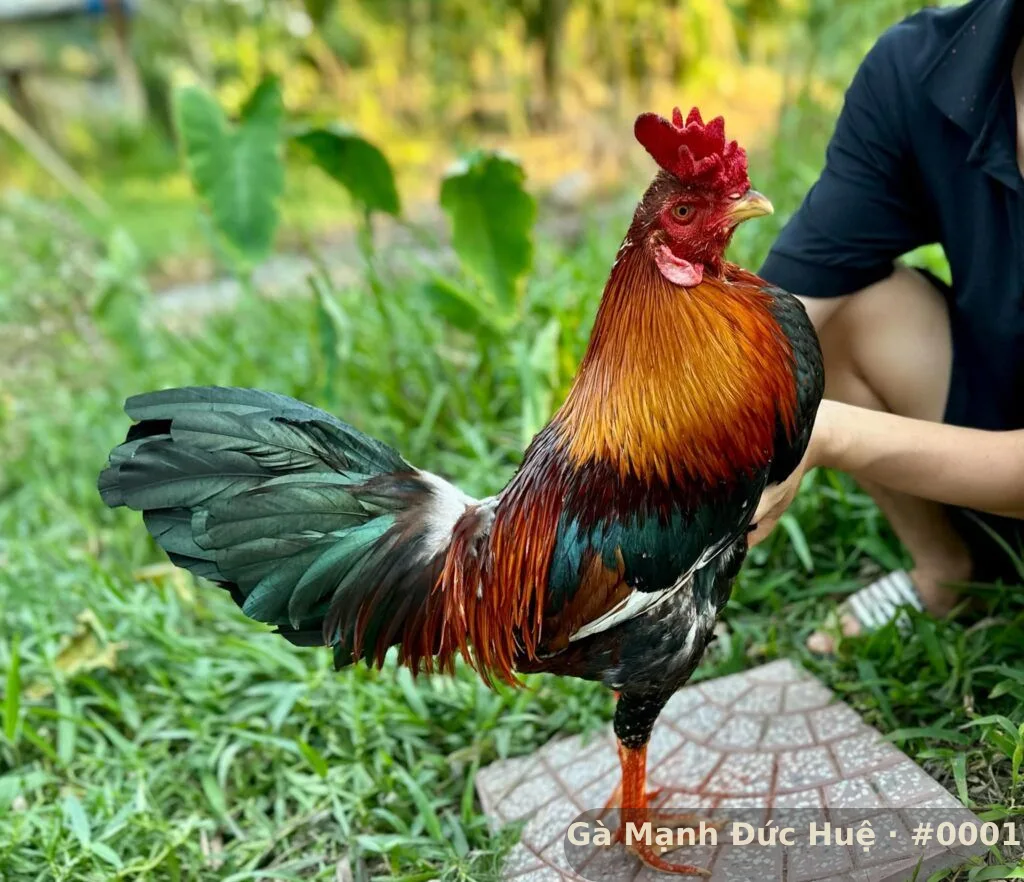 Nhất Đại Kê